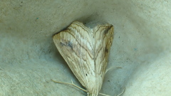 Evergestis forficalis