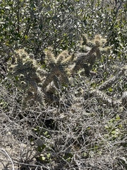 Cylindropuntia prolifera