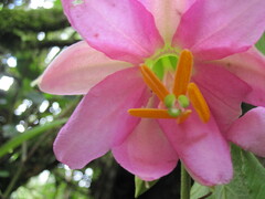 Passiflora tarminiana
