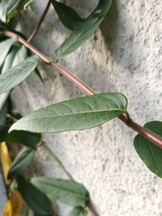 Lonicera acuminata