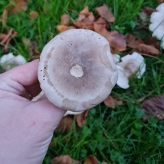 Clitocybe nebularis