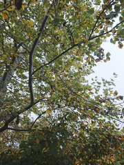 Populus × canescens