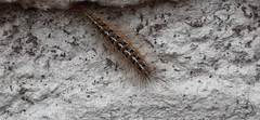 Paracles deserticola