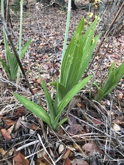 Eulophia streptopetala