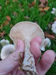 Clitocybe nebularis
