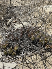 Dudleya edulis
