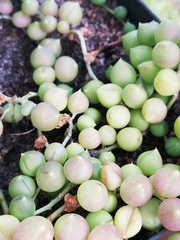 Curio rowleyanus