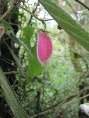 Kohleria affinis