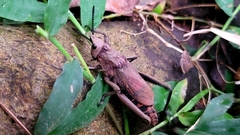 Dictyophorus griseus