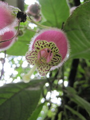 Kohleria affinis
