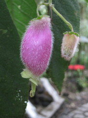 Kohleria affinis