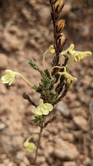 Odontites longiflorus