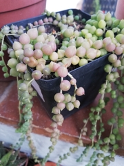 Curio rowleyanus