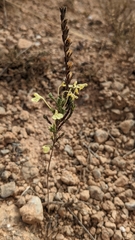 Odontites longiflorus