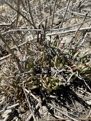 Dudleya edulis