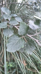 Populus × canescens