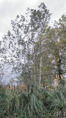 Populus × canescens