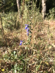 Salvia azurea