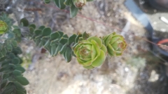 Leucospermum truncatulum