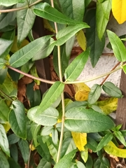 Lonicera acuminata