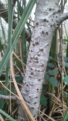 Populus × canescens