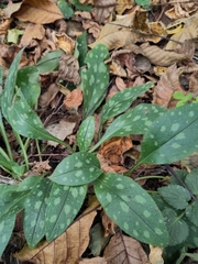 Pulmonaria