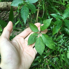 Neoalsomitra clavigera