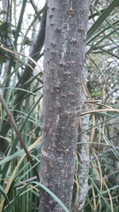 Populus × canescens