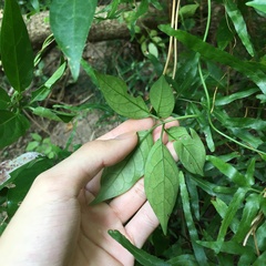 Neoalsomitra clavigera