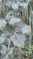 Populus × canescens