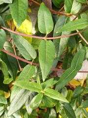 Lonicera acuminata