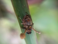 Ophiocordyceps dipterigena