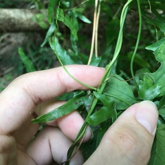 Neoalsomitra clavigera