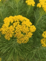 Hymenolepis