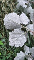 Populus × canescens