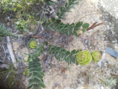 Leucospermum truncatulum