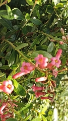 Escallonia rubra