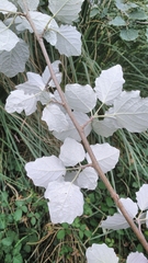 Populus × canescens