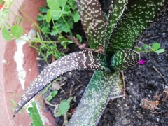 Gasteria