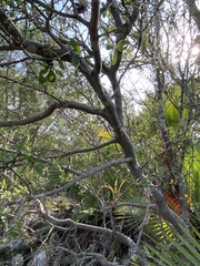 Pseudosmodingium perniciosum