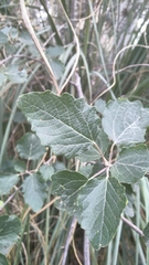 Populus × canescens