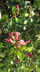 Escallonia rubra