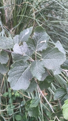 Populus × canescens