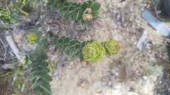 Leucospermum truncatulum