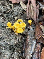 Cantharellus minor
