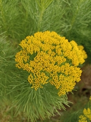 Hymenolepis
