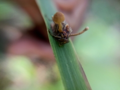 Ophiocordyceps dipterigena