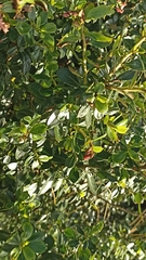 Escallonia rubra