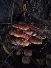 Pholiota squarrosa