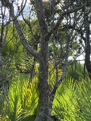 Pseudosmodingium perniciosum